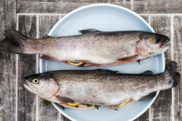 Якими були здобутки вітчизняної аквакультури преміумсегмента в 2025 році