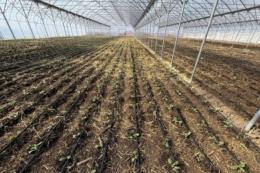 На Миколаївщині висадили капусту в теплицях