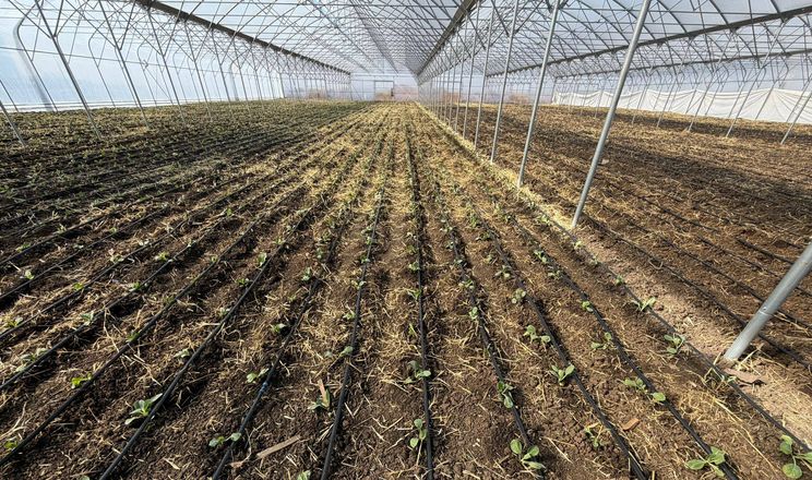На Миколаївщині висадили капусту в теплицях