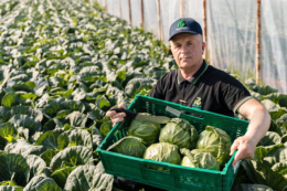 «Рійк Цваан Україна» запускає безкоштовний E‑Learning курс із технології вирощування ранньої капусти