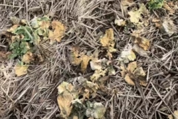 Озимий ріпак на Полтавщині доведеться пересівати – аграрій