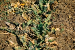 Озимий ріпак на Одещині успішно вийшов з зимового спокою та відновлює вегетацію