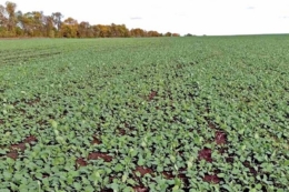 Озимі в господарстві «Новоселівське» на Одещині вдало перезимували