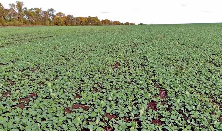 Озимі в господарстві «Новоселівське» на Одещині вдало перезимували