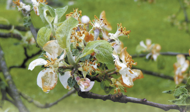 Річний план