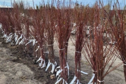 Україна отримала право експортувати саджанці вишні до ЄС