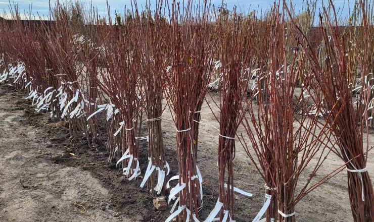 Україна отримала право експортувати саджанці вишні до ЄС