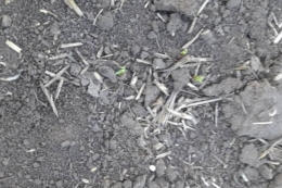 Перші сходи сочевиці отримали в Tekom Agro Group