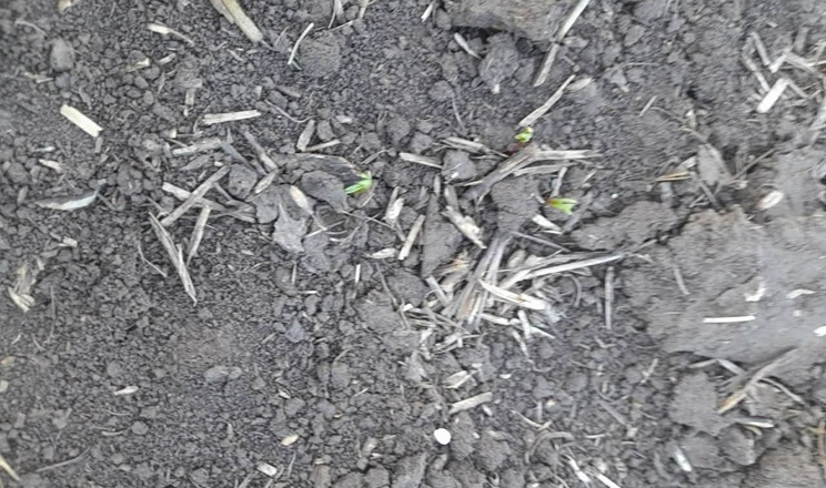 Перші сходи сочевиці отримали в Tekom Agro Group