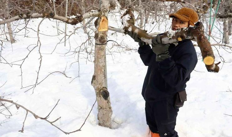 Рекордна кількість снігу в Японії завдала значних збитків агросектору