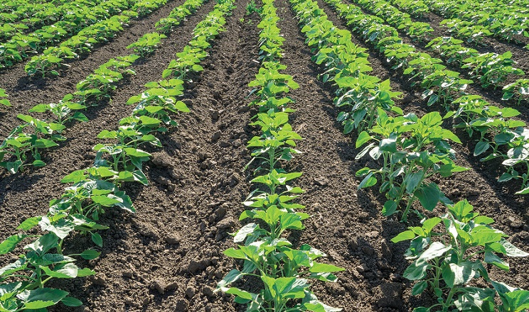 Як захистити пізні культури від забур'яненості на ранніх фазах росту