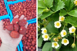 Фермери можуть безкоштовно отримати саджанці суниці з гарантією збуту