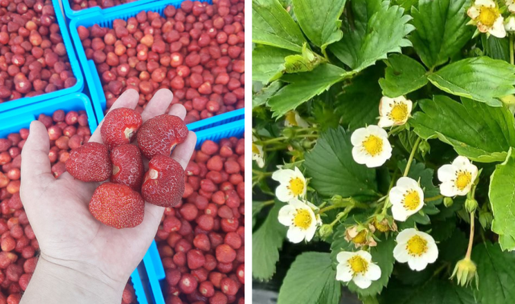 Фермери можуть безкоштовно отримати саджанці суниці з гарантією збуту