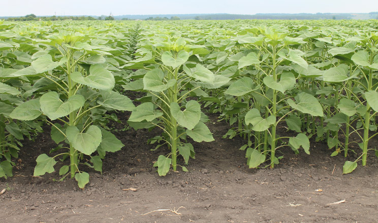 Вплив термінів посіву на продуктивність гібридів соняшнику