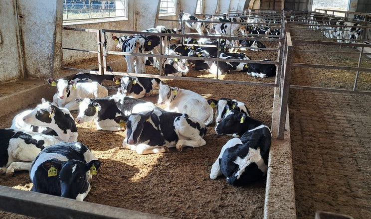 «Агрофірма Пісчанська» наростила поголів'я ВРХ до 6,1 тис. голів і цифровізує облік