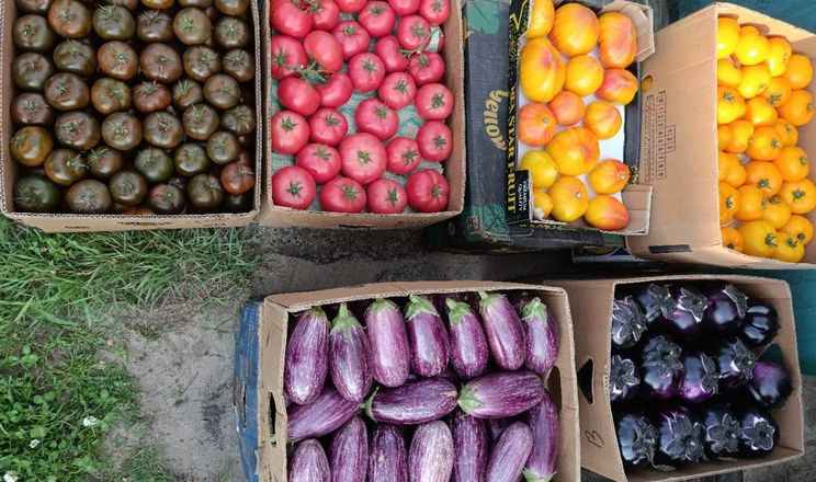 Гранти допомагають розвивати тепличне господарство колишній фармацевтці&nbsp;