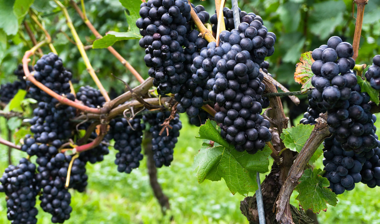Сорт винограду Піно Нуар не змінювався протягом 600 років, – вчені