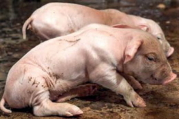 У поросят за порушення годівлі вже з другого тижня життя фіксують виснаження