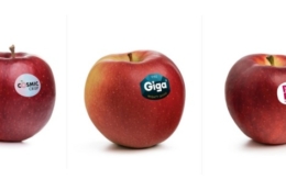 Європа змінює сади: нові сорти і підщепи стають нормою