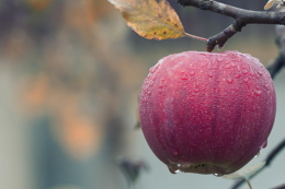 Затяжні дощі під час жнив змусили збирати яблука навіть під дощем