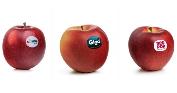 Європа змінює сади: нові сорти і підщепи стають нормою