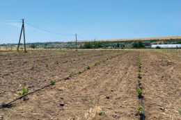 На розмінованих землях Миколаївщини закладають виноградники та сади