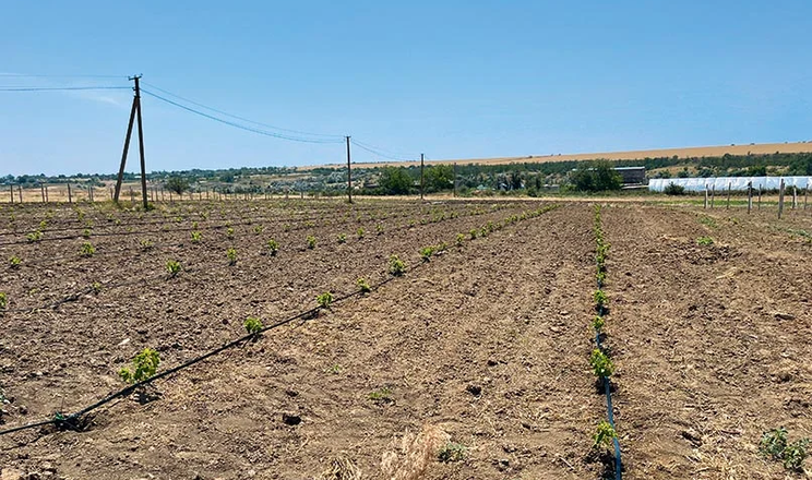 На розмінованих землях Миколаївщини закладають виноградники та сади