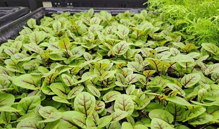 Собівартість гідропонної зелені у підвалі сягає 1450 грн за м² на місяць