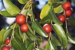 Зізифус, гранат, інжир, хурма та оливки стають культурами Херсонщини