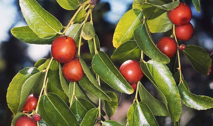 Зізифус, гранат, інжир, хурма та оливки стають культурами Херсонщини