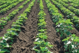 Контроль бур'янів потребує особливої уваги на старті розвитку сільгоспкультур