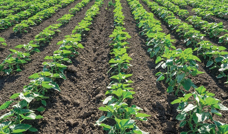 Контроль бур'янів потребує особливої уваги на старті розвитку сільгоспкультур