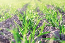 Як обрати гербіциди для озимих та ярих колосових культур