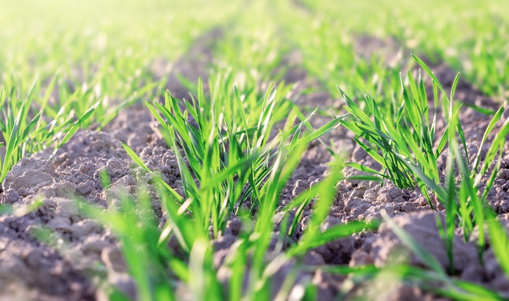 Як обрати гербіциди для озимих та ярих колосових культур