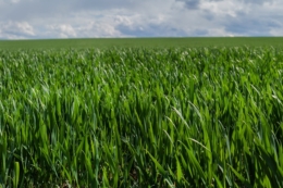 У посівах озимих зернових розвивається низка хвороб: як захистити урожай