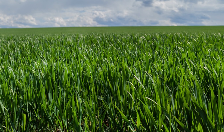 У посівах озимих зернових розвивається низка хвороб: як захистити урожай