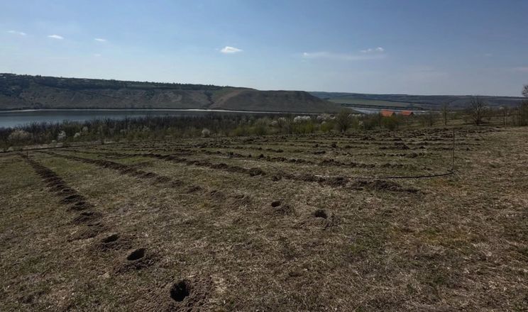 Виноградар заклав перший екологічний виноградник на Хмельниччині