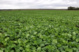 Рішення для захисту врожаю від весняних стресів рекомендують фахівці&nbsp;