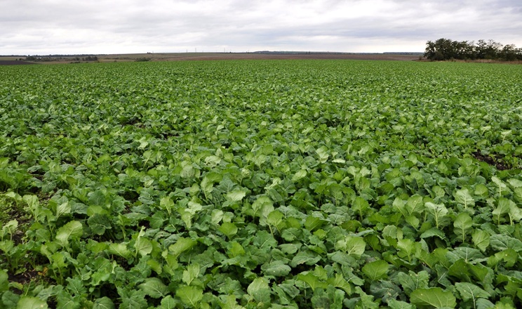 Рішення для захисту врожаю від весняних стресів рекомендують фахівці&nbsp;
