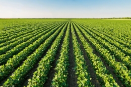 Як покращити якість обприскувань, розповів фахівець