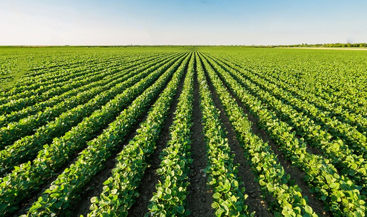 Як покращити якість обприскувань, розповів фахівець