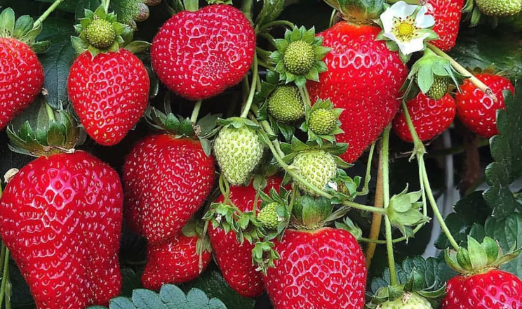 У Казахстані цілорічно вирощують полуницю ремонтантних сортів