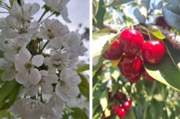 Рентабельність черешні залежить від пізніх сортів та експорту