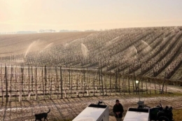 Нідерландські садівники борються з ранніми нічними заморозками