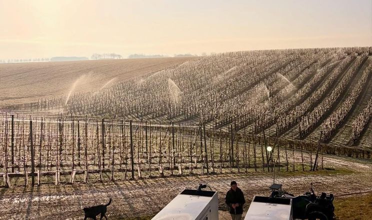Нідерландські садівники борються з ранніми нічними заморозками