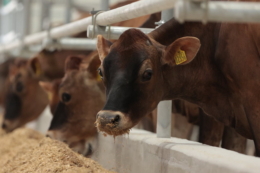 На Вінниччині відкрилася нова молочна ферма