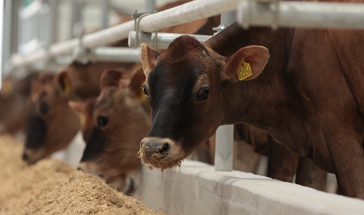 На Вінниччині відкрилася нова молочна ферма