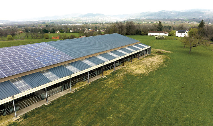 Генерація для свинокомплексу