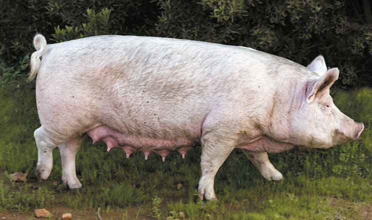 Причини «тихої охоти»