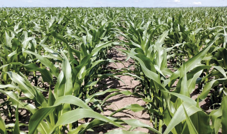 Перші кроки до врожаю